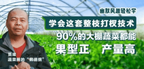 90%的大棚蔬菜都能国型正 产量高